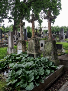 Hřbitov Plasy_18