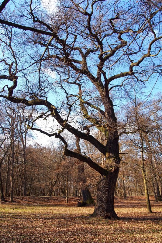 Zámek a park Veselí nad Moravou_39